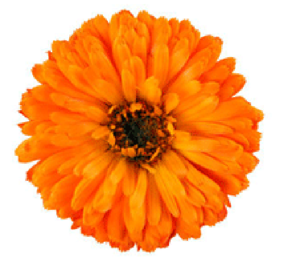Example compound flower, the marigold