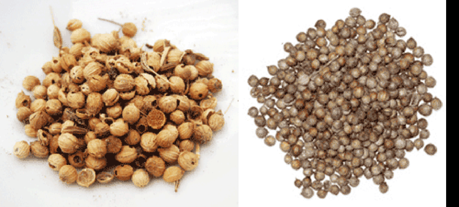Coriander seeds