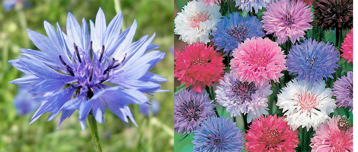 Cornflower Flowers