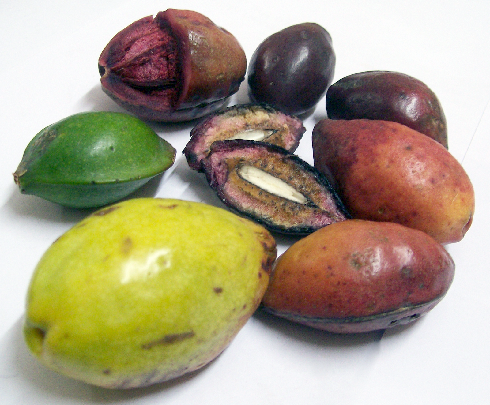 Country almonds, the fruit of <em>Terminalia catappa</em> shown at various stages of development with the edible seeds.