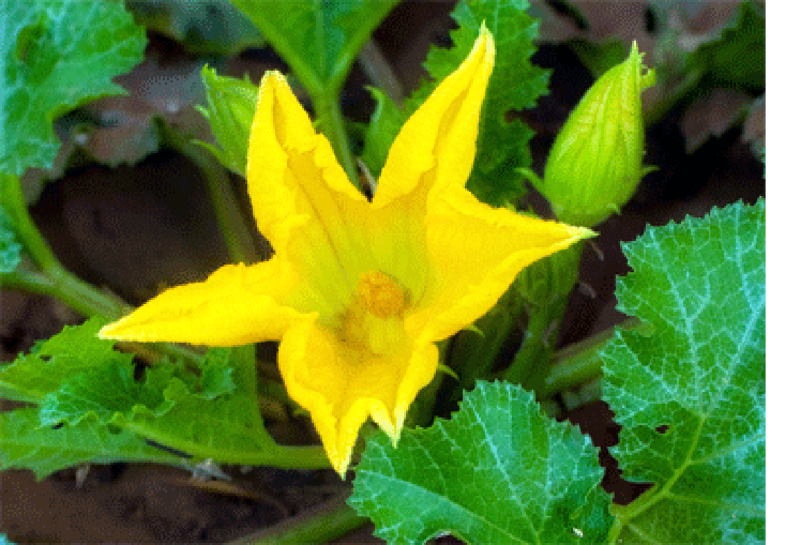 Courgette flowers and leaves