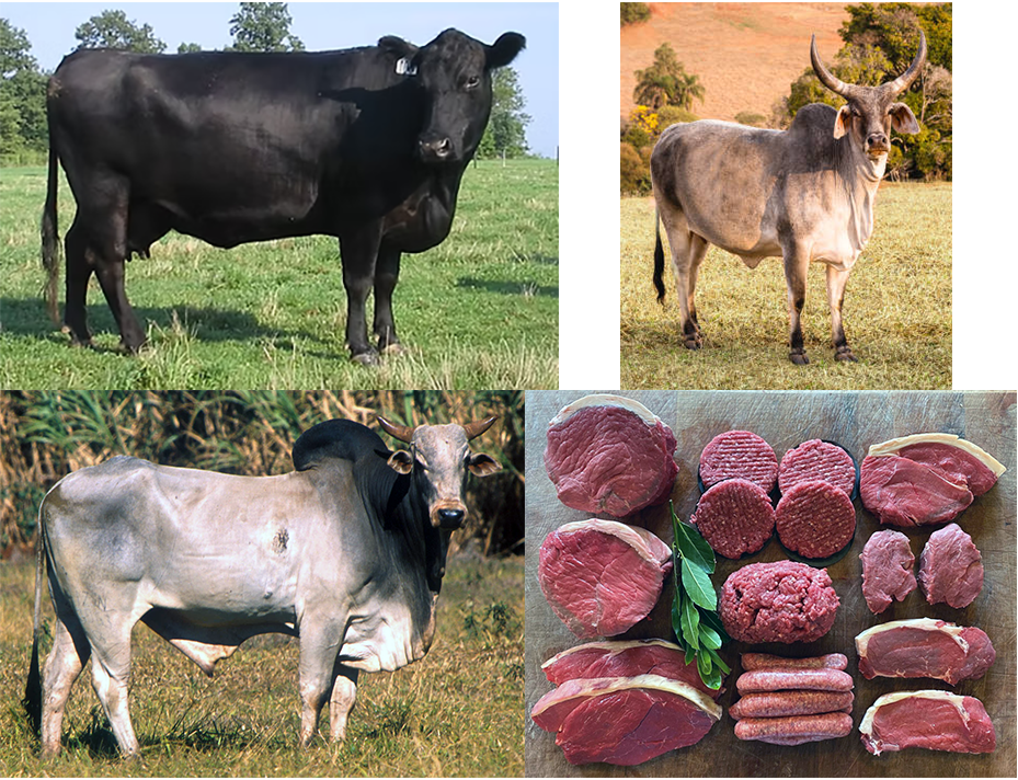 Cow types and a selection of cow cuts.