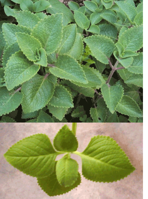 Sprigs of oregano