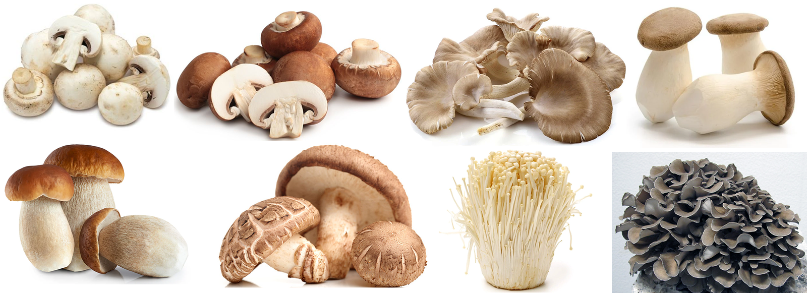 Selection of cultivated mushrooms.