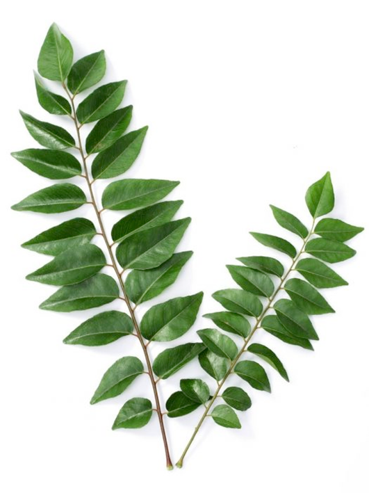 Curry leaves, the edible leaves of the curry tree, <em>Murraya koenigii</em>, shown growing on the vine.