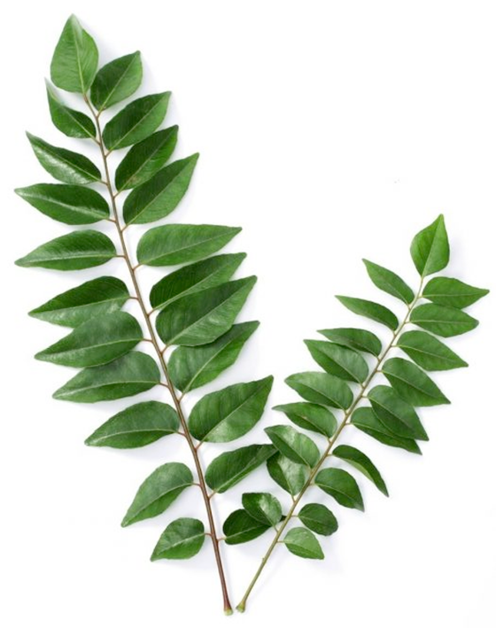 Sprigs of curry leaves