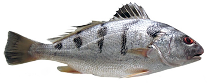 Blotched Croaker, the native Bengali Sciaenidae (Drums or croakers) <em>Nibea maculata</em>.