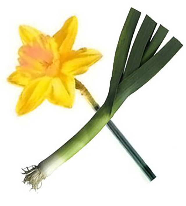 Crossed daffodil and leek, the symbols of Wales