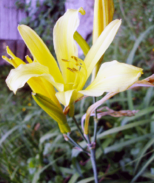 Daylily flowers