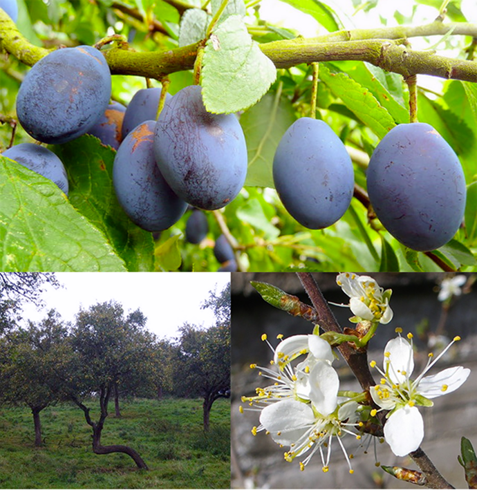 Damson (Prunus insititia), showing distinctive blue-black oval fruit, a small tree in a damson orchard and a close-up of the edible flowers.