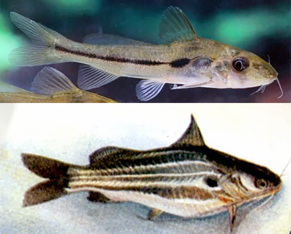 Dessi Tengara, the Tyangra, refers to native Bengali catfish <em>Batasio batasio</em> (top) and <em>Mystus vittatus</em> (bottom).