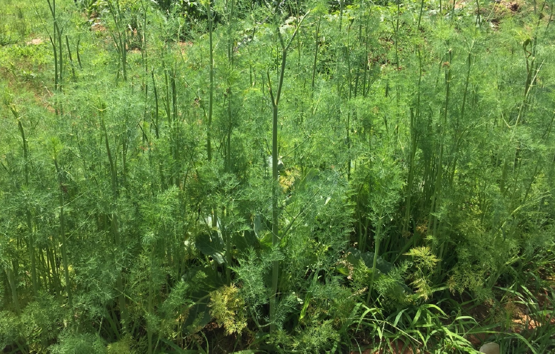 Mature dill plants in flower.