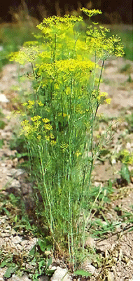Dill plant in flower.