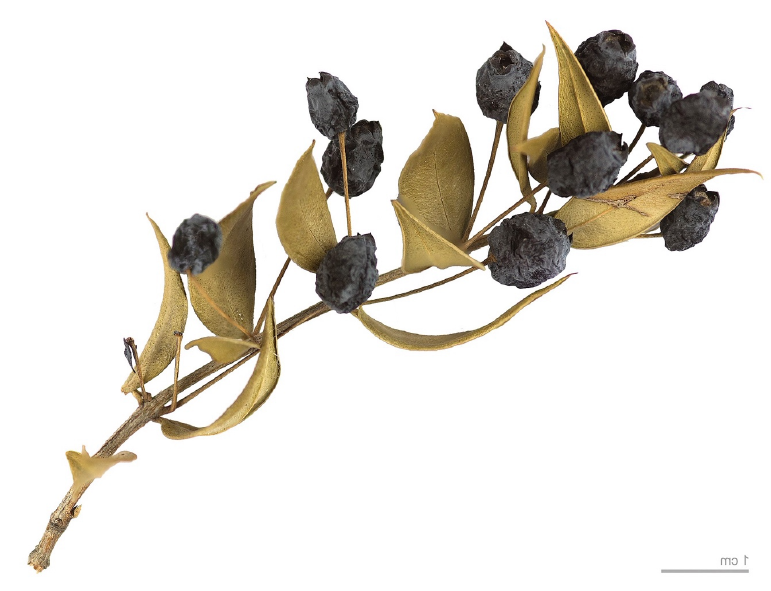 Sprig of dried myrtle with berries.