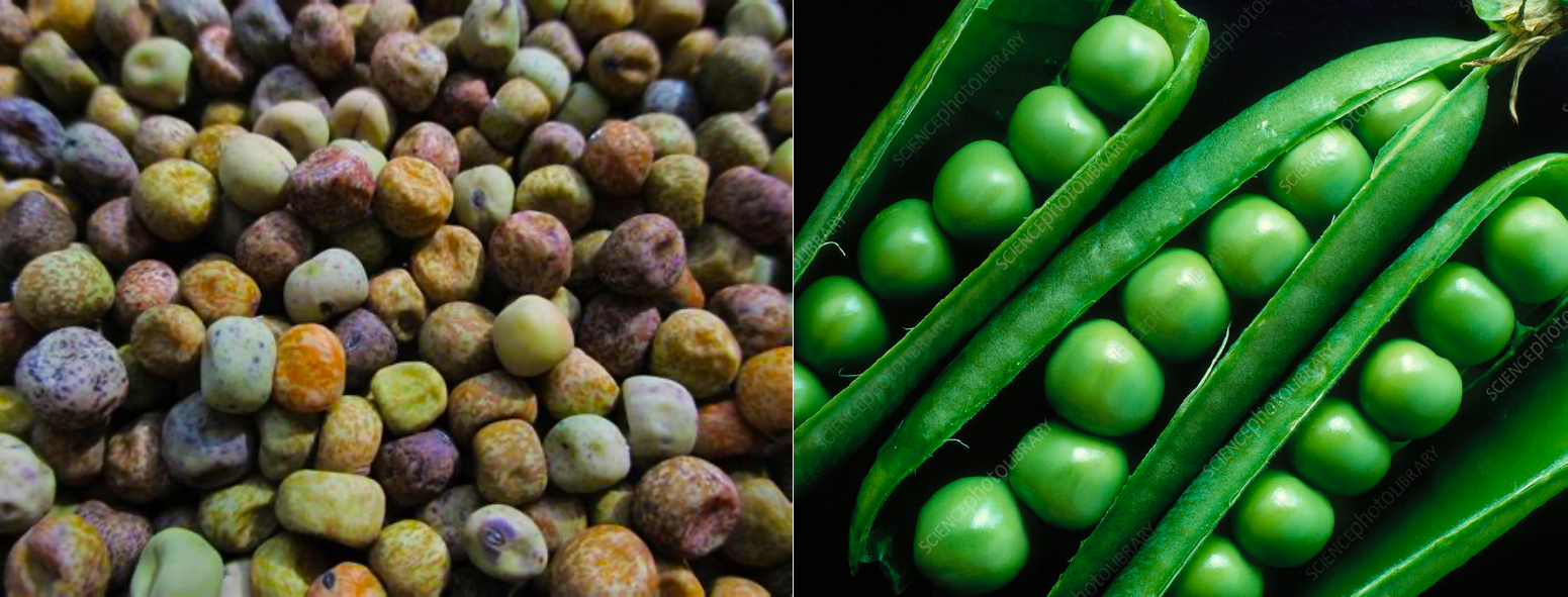 Dried wild peas (left) and cultivated fresh peas in the pod (right).