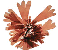 dulse or purple laver
