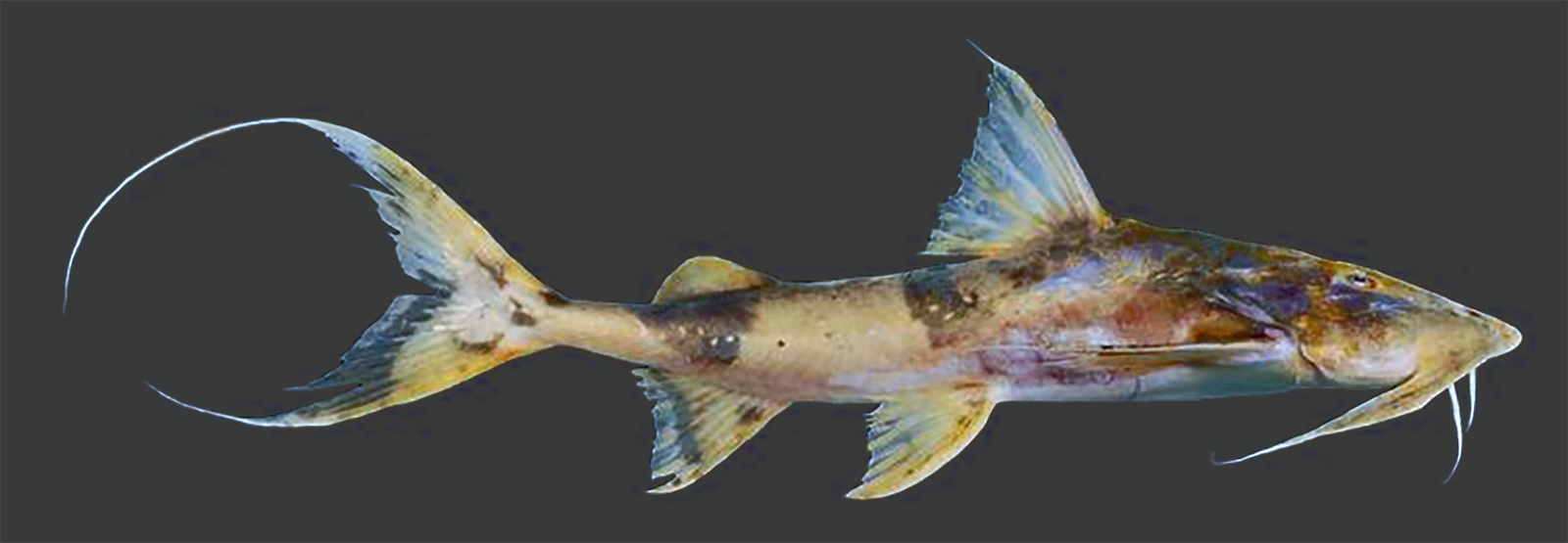 Goonteah, the dwarf goonch catfish, the native Bengali Sisoridae (Asian catfish) <em>Bagarius bagarius</em>.