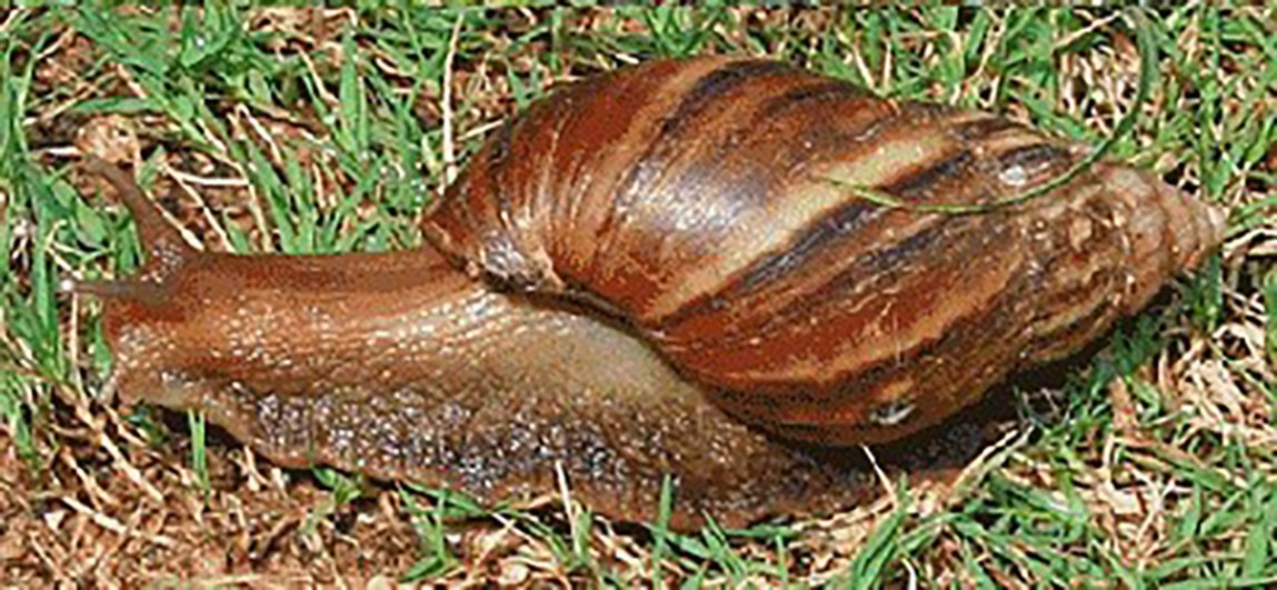 Giant Land Snail: African Giant Land Snail (Achatina spp).