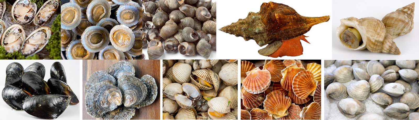 Examples of edible molluscs.
