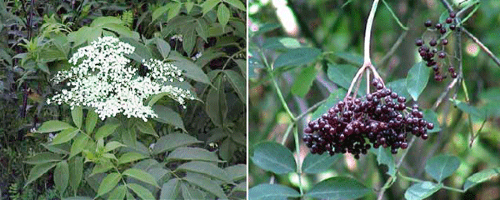 Elder (Sambucus nigra) flowers, elderberries and whole elder tree