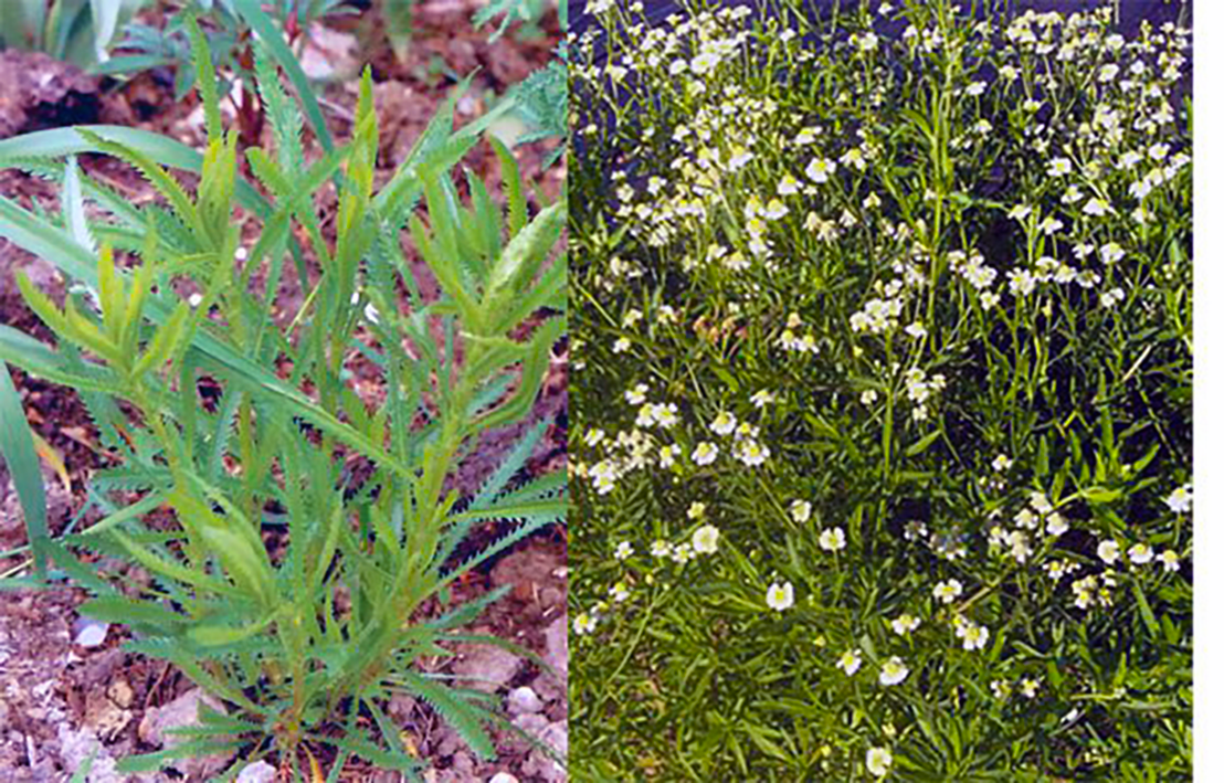 English Mace young plant and plant in flower
