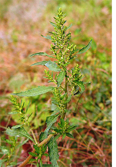 Epozote whole plant and flower.