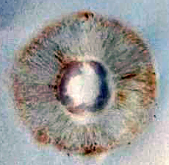Field mushroom spore print.