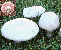 Field mushroom tumbnail