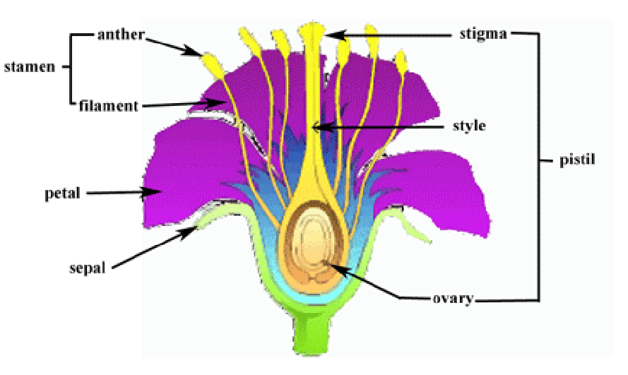 Image showing the part of a typical flower