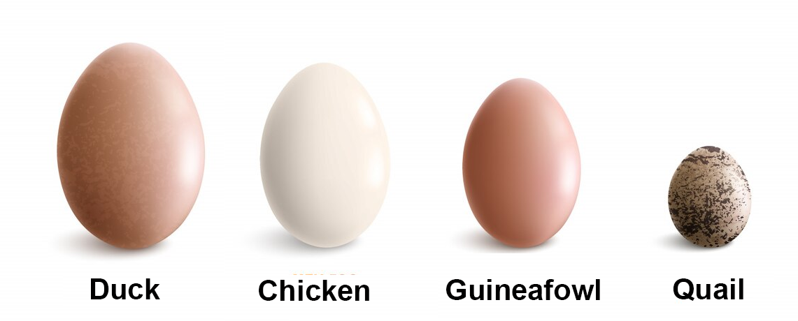 Image of duck, chicken, guineafowl and quail eggs.