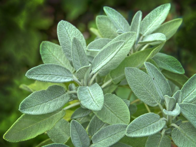 Fresh sage leaves.