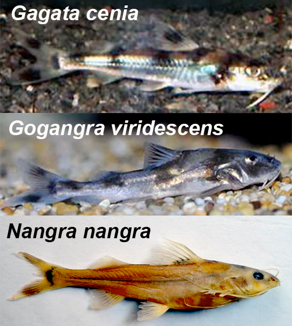 Gong Tengra,the Gagata, refers to three native Bengali catfish <em>Gagata cenia</em> (top), <em>Gogangra viridescens</em> (centre) and <em>Nangra nangra</em> (bottom).
