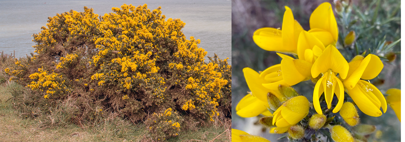 Gorse bush and flowers