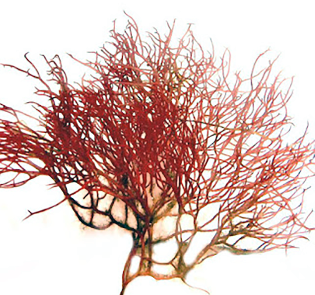 Gracilaria spp a member of the red algae.
