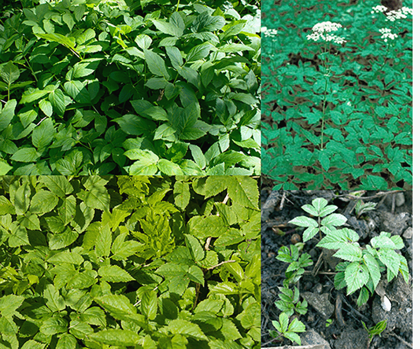 ground elder (Aegopodium podagraria) showing the plant at various stages of growth, including the flower