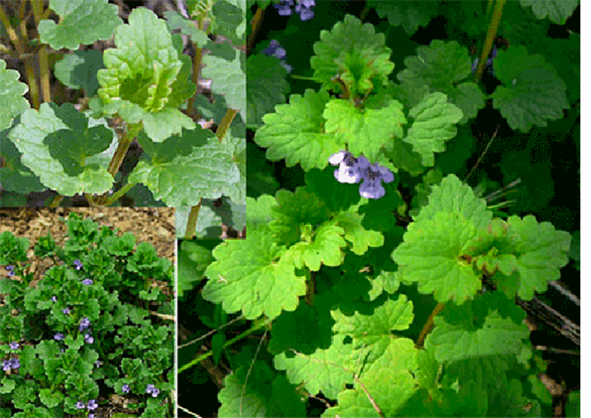 Ground ivy (Glechoma hederacea), showing views of the whole plant, and close-ups of its leaves and flowers