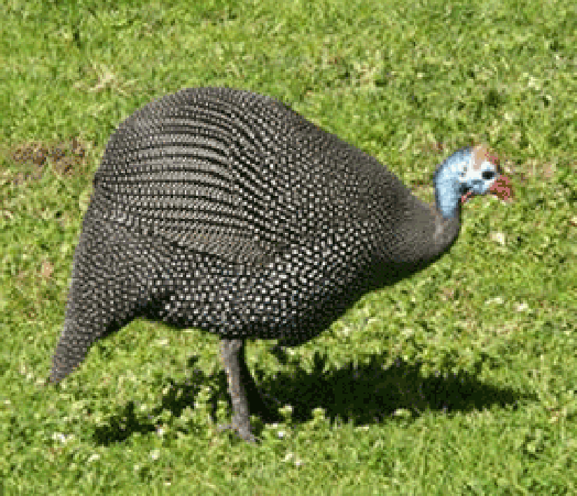 Helmeted Guineafowl (Numida meleagris)