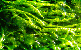 Gutweed seaweed tumbnail