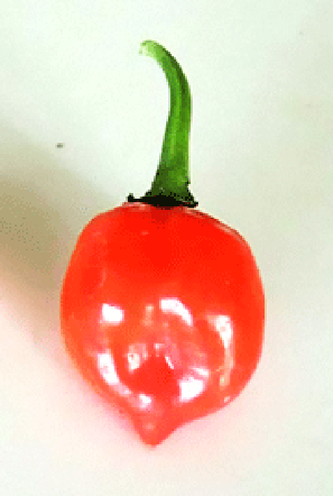 Habanero Chilli