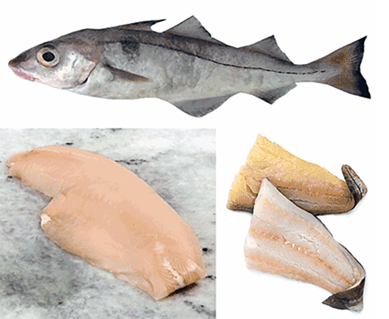 Image of whole haddock with fresh and smoked haddock fillets.