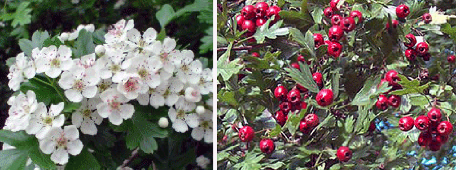 hawthorn (Crataegus monogyna) showing the full tree, flower buds, flowers and ripe fruit