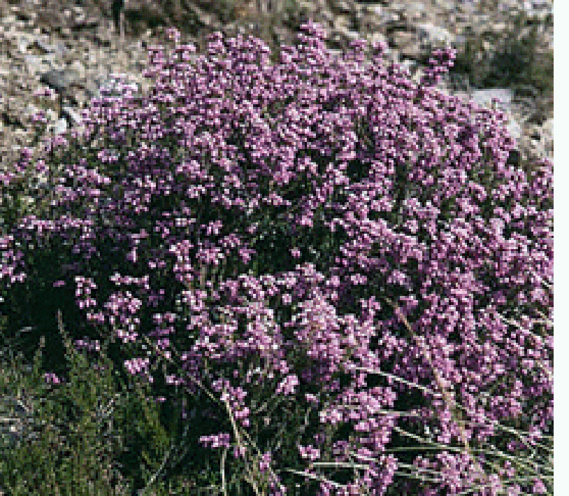 Bush of heathland heather in full flower