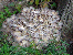 Hen of the woods mushroom tumbnail