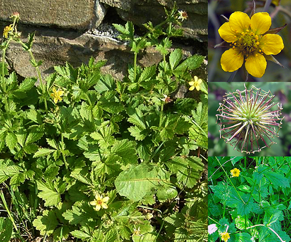 Herb bennet (<em>Geum urbanum</em>) plant in flower