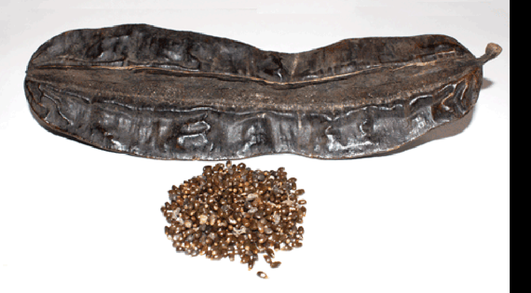 whole aidan fruit and seeds