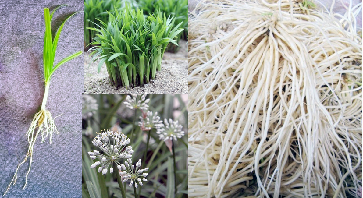 Hooker Chives, whole plant, flowers and roots