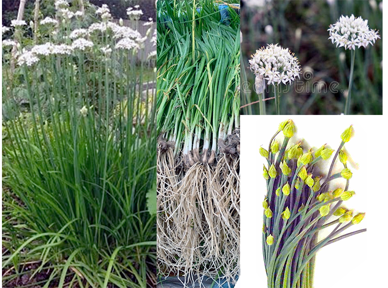 Chinese Chives, whole plant, flowers and roots