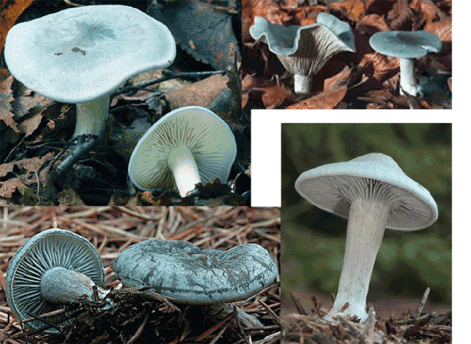 Four images of aniseed toadstool mushrooms