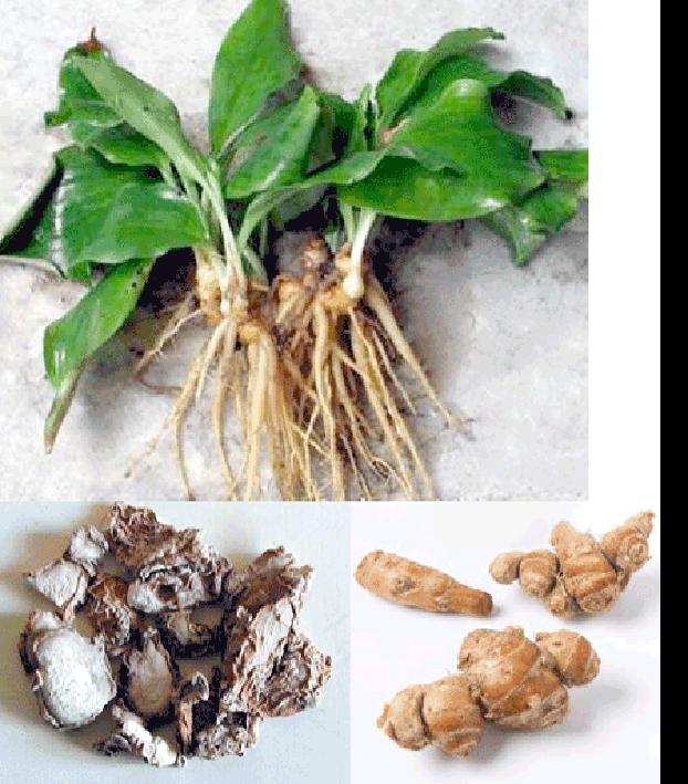 Whole plant, dried roots and roots of aromatic ginger