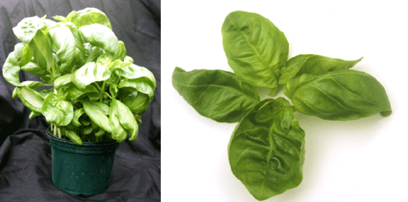 Potted basil plant and sprig of basil
